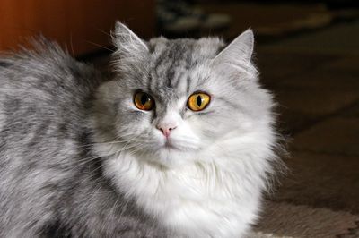 Close-up portrait of cat