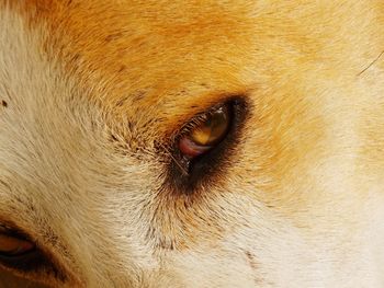 Close-up of dog eye