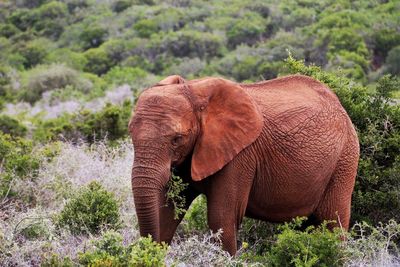 Elephant on plants
