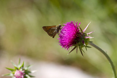 Close-up of moth on thistle