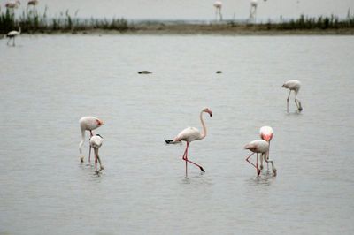 Birds in lake