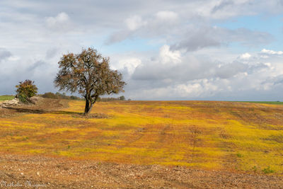 Trees on field against sky