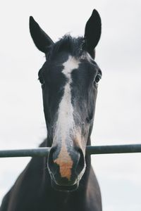 Close-up portrait of horse against sky