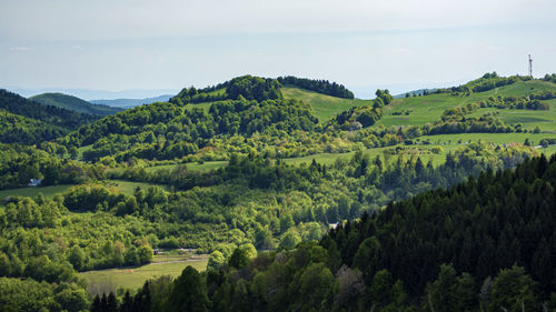 Scenic view of agricultural field against sky