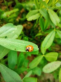 Close-up of ladybug on leaf