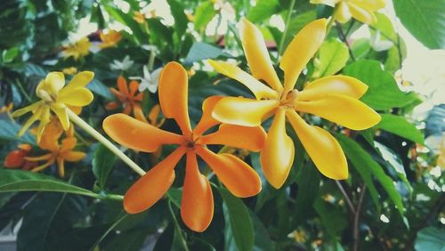 Close-up of frangipani blooming outdoors