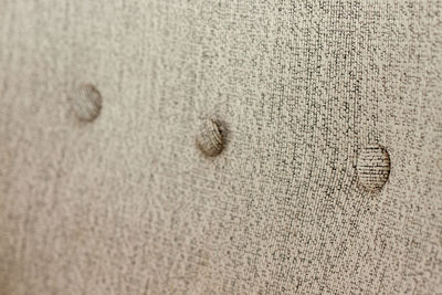 Full frame shot of lizard