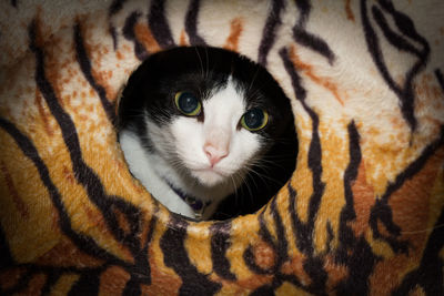 Close-up portrait of cat