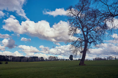 Bare trees on field against sky