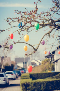 Close-up of balloons on tree against sky