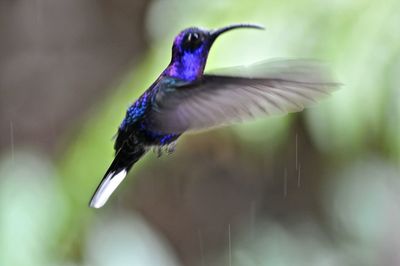 Close-up of bird flying