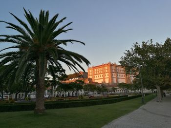 Palm trees growing in park against clear sky