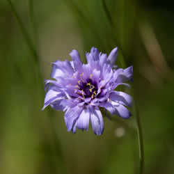 Close-up of purple flowering plant