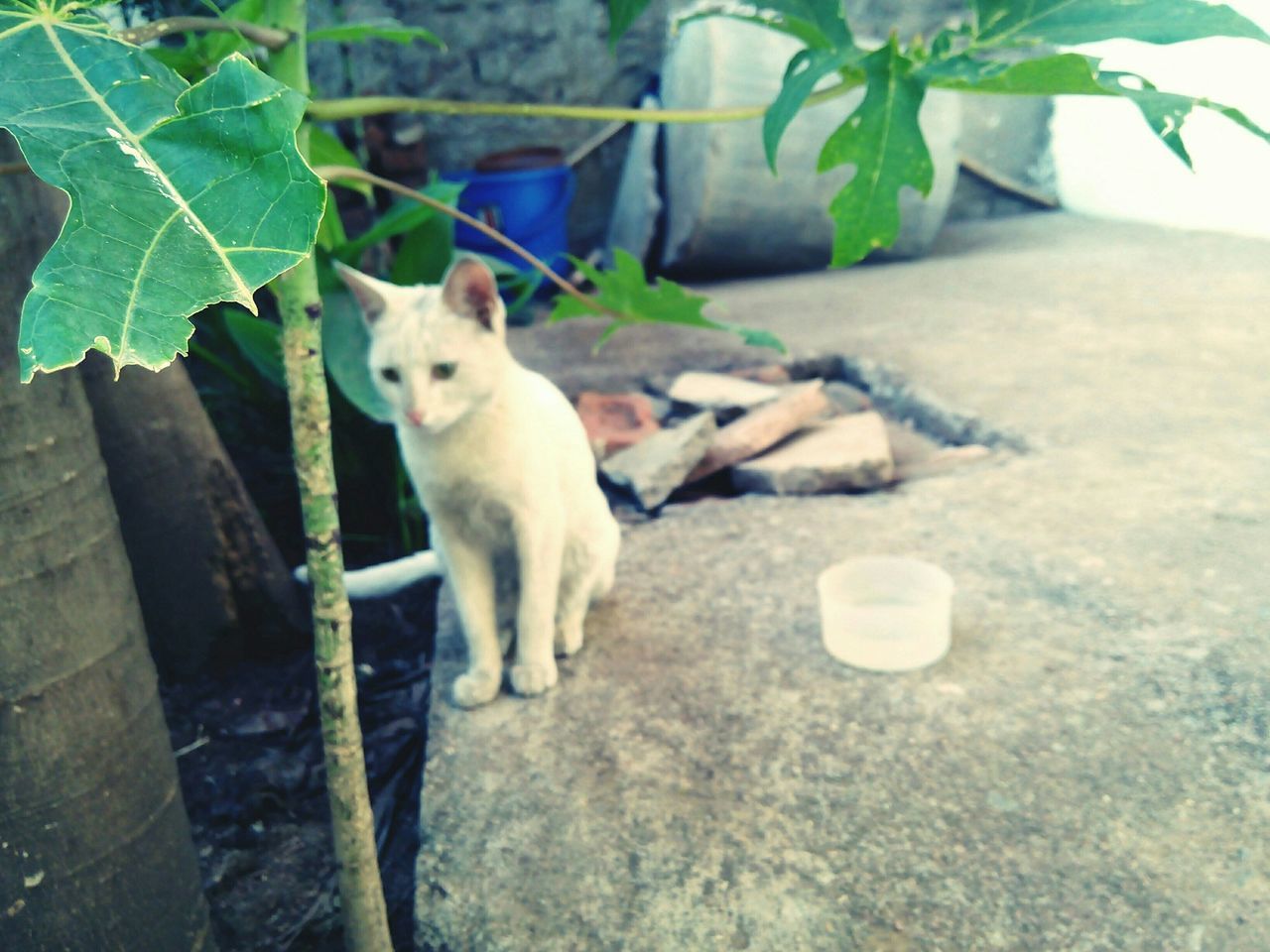 animal themes, one animal, mammal, pets, domestic animals, domestic cat, leaf, portrait, cat, looking at camera, sitting, plant, feline, full length, outdoors, day, front or back yard, relaxation, no people