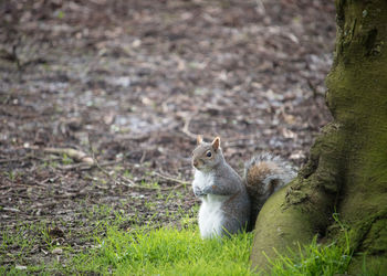 Grey squirrel on spring green grass at the bottom of a tree, colchester, uk