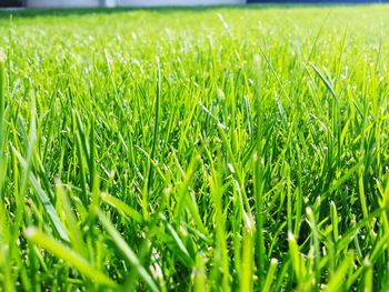 Close-up of grass growing on grassy field