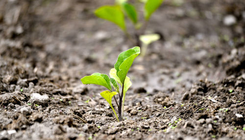 Close-up of small plant growing on field