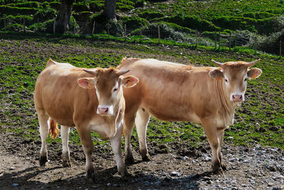 Portrait of two brown cows standing on field