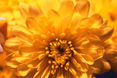 Close-up of dahlia