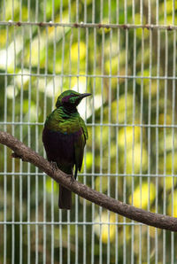 Bird perching on tree