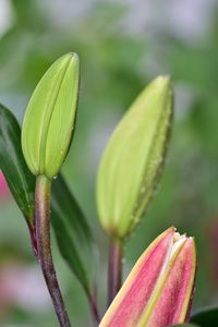 Close-up of raindrops on plant