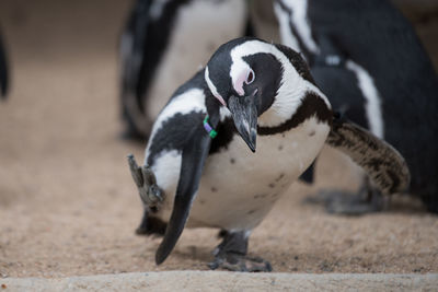 Close-up of penguin outdoors