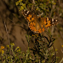 Close-up of butterfly pollinating on flower