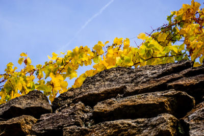 Close-up of yellow flowers growing on rock against sky