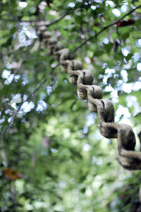 Close-up of branches against blurred background