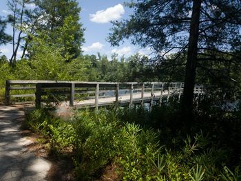 Trees growing in park