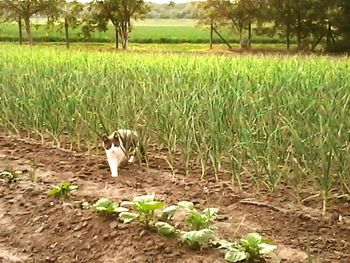 Cat on field by trees