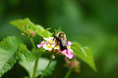 Close-up of insect on flower