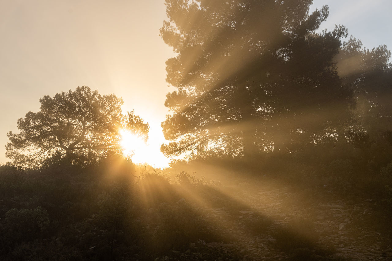 tree, sky, sunlight, plant, sunbeam, morning, sun, nature, environment, beauty in nature, landscape, light, land, scenics - nature, tranquility, forest, cloud, fog, back lit, lens flare, no people, sunrise, mist, outdoors, tranquil scene, idyllic, pinaceae, summer, woodland, rural scene, coniferous tree, twilight, light - natural phenomenon, non-urban scene, silhouette, pine tree, backgrounds, dawn, travel, darkness, dramatic sky, growth, sunny, atmospheric mood