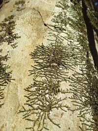 Close-up of tree in forest