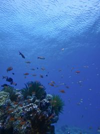 Fish swimming in sea