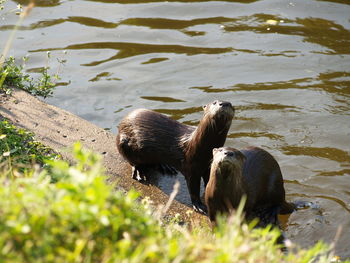 High angle view of ducks in lake