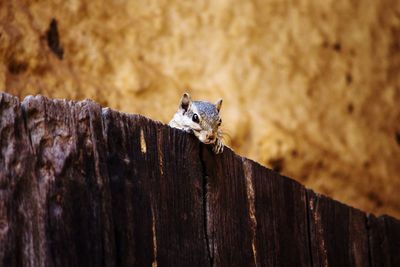 Squirrel on the gate 