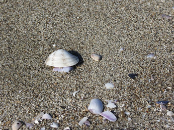 Close-up of seashell on sand at beach