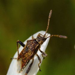 Close-up of insect on leaf