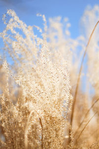 Close-up of stalks in field against sky