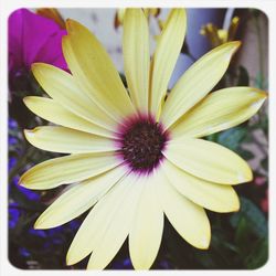 Close-up of purple flower blooming outdoors