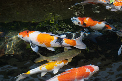 Fish swimming in sea