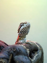 Close-up of a bird