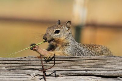 Happy squirrel just chewing on grass.