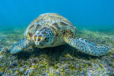 Close-up of turtle swimming in sea