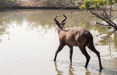 Side view of deer drinking water