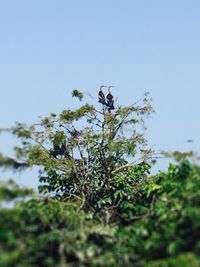 Low angle view of trees against clear sky