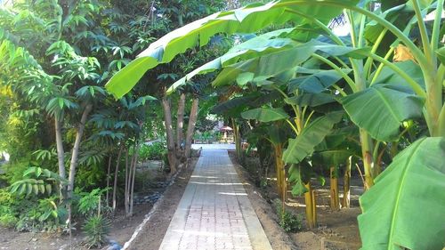 Footpath amidst trees