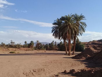Scenic view of palm trees on landscape against sky