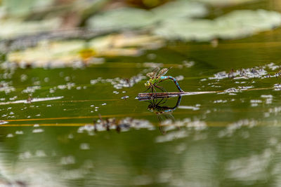 Close-up of spider in the water